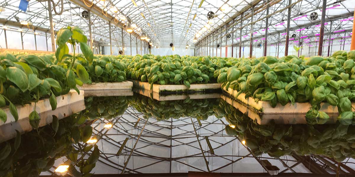 «Il basilico de Il Bettolino ha un profumo più buono»